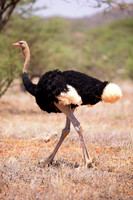 Africa, Botswana, Kenya, Namibia, Ostriches, Tanzania, beak, claw, egg, feathers, leather, legs, long, ostrich, ostrich, running, running, speed