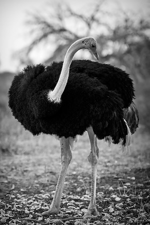 Africa, Botswana, Kalahari, Kenya, Namibia, Tanzania, beak, "black & white", claw, feathers, ostriches, running, safari, savanna