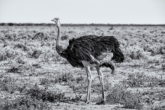 Ostrich