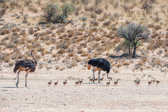 Africa, Botswana, Kalahari, Kenya, Namibia, Tanzania, beak, "black & white", claw, feathers, ostriches, running, safari, savanna