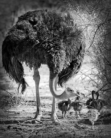Africa, Bertazzoni, Botswana, Kalahari, Kenya, Namibia, Nikon, Tanzania, beak, beak, "black & white", "black & white", chick, chicks, claw, colors, feathers, legs, nature, ostriches, running, running,
