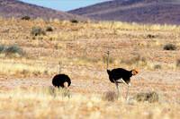 Africa, Botswana, Kenya, Namibia, Ostriches, Tanzania, egg, feathers, leather, "long legs, beak, claw, speed,", ostrich, running, "running ostrich"