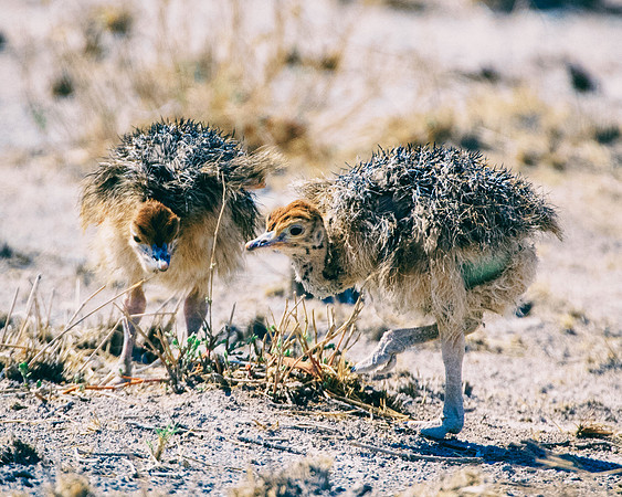 Africa, Bertazzoni, Botswana, Kalahari, Kenya, Namibia, Nikon, Tanzania, beak, beak, "black & white", "black & white", chick, chicks, claw, colors, feathers, legs, nature, ostriches, running, running,
