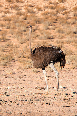 Africa, Botswana, Kenya, Namibia, Ostriches, Tanzania, egg, feathers, leather, "long legs", beak, claw, speed, ostrich, running, "running ostrich", Nikon, Bertazzoni