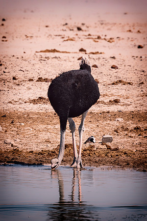 Ostrich