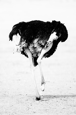 Africa, Botswana, Kalahari, Kenya, Namibia, Tanzania, beak, "black & white", claw, feathers, ostriches, running, safari, savanna
