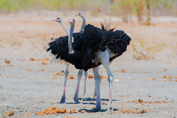 Ostriches