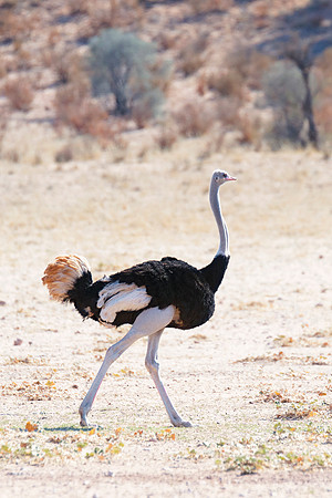 Africa, Botswana, Kenya, Namibia, Ostriches, Tanzania, egg, feathers, leather, "long legs", beak, claw, speed, ostrich, running, "running ostrich", Nikon, Bertazzoni