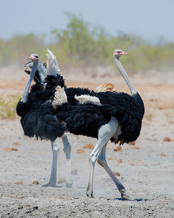 Africa, Bertazzoni, Botswana, Kalahari, Kenya, Namibia, Nikon, Tanzania, beak, beak, "black & white", "black & white", claw, colors, feathers, legs, nature, ostriches, running, running, safari, savann