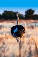 ostrich, " running ostrich", egg, Africa, leather, feathers, running, Namibia, Kenya, Tanzania, Botswana, " long legs, beak, claw, speed,