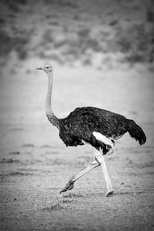 Africa, Botswana, Kalahari, Kenya, Namibia, Tanzania, beak, "black & white", claw, feathers, ostriches, running, safari, savanna