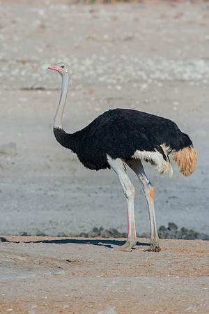Africa, Bertazzoni, Botswana, Kalahari, Kenya, Namibia, Nikon, Tanzania, beak, beak, "black & white", "black & white", claw, colors, feathers, legs, nature, ostriches, running, running, safari, savann