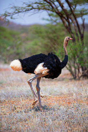 Africa, Botswana, Kenya, Namibia, Ostriches, Tanzania, beak, claw, egg, feathers, leather, legs, long, ostrich, ostrich, running, running, speed
