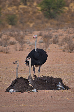 Africa, Botswana, Kalahari, Kenya, Namibia, Tanzania, beak, "black & white", claw, feathers, ostriches, running, safari, savanna
