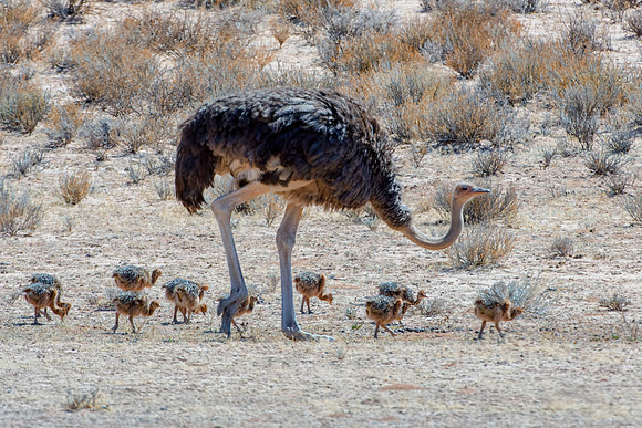 Africa, Botswana, Kalahari, Kenya, Namibia, Tanzania, beak, "black & white", claw, feathers, ostriches, running, safari, savanna