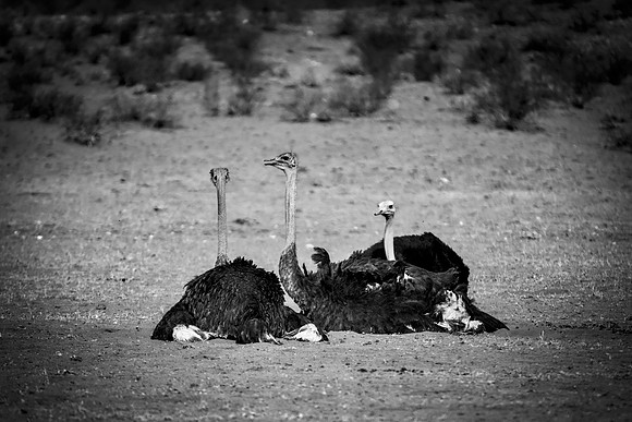 Africa, Botswana, Kalahari, Kenya, Namibia, Tanzania, beak, "black & white", claw, feathers, ostriches, running, safari, savanna