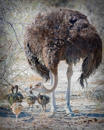 Africa, Bertazzoni, Botswana, Kalahari, Kenya, Namibia, Nikon, Tanzania, beak, beak, "black & white", "black & white", chick, chicks, claw, colors, feathers, legs, nature, ostriches, running, running,