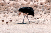 Africa, Botswana, Kalahari, Kenya, Namibia, Tanzania, beak, "black & white", claw, feathers, ostriches, running, safari, savanna