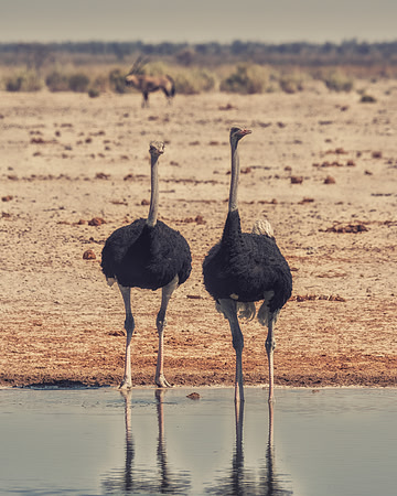 Ostrichs