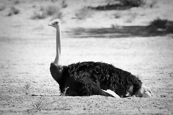 Africa, Botswana, Kenya, Namibia, Ostriches, Tanzania, egg, feathers, leather, "long legs", beak, claw, speed, ostrich, running, "running ostrich", Nikon, Bertazzoni, hatching