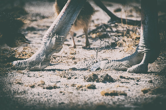 Africa, Bertazzoni, Botswana, Kalahari, Kenya, Namibia, Nikon, Tanzania, beak, beak, "black & white", "black & white", chick, chicks, claw, colors, feathers, legs, nature, ostriches, running, running,