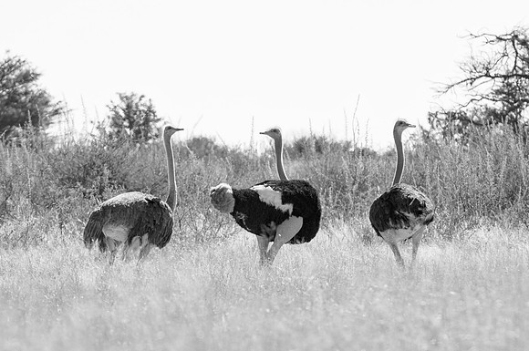 ostriches, Africa, Kalahari, feathers, claw, running, beak, Namibia, Botswana, Kenya, Tanzania, " black & white", safari, savanna