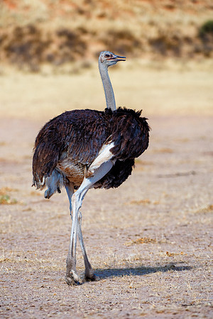 Africa, Botswana, Kalahari, Kenya, Namibia, Tanzania, beak, "black & white", claw, feathers, ostriches, running, safari, savanna