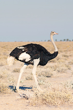 Africa, Botswana, Kenya, Namibia, Ostriches, Tanzania, egg, feathers, leather, "long legs, beak, claw, speed,", ostrich, running, "running ostrich"