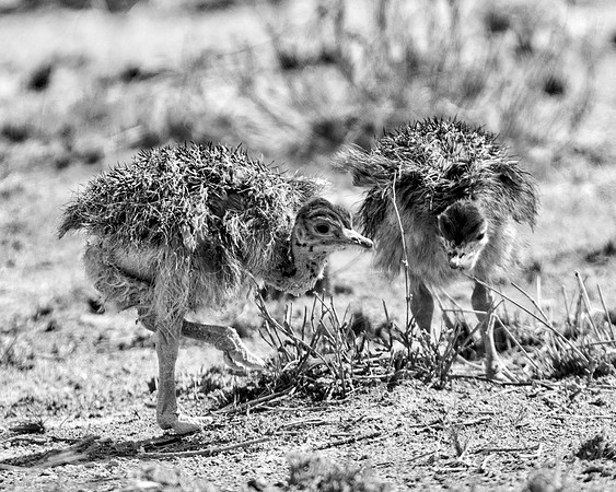 Africa, Bertazzoni, Botswana, Kalahari, Kenya, Namibia, Nikon, Tanzania, beak, beak, "black & white", "black & white", chick, chicks, claw, colors, feathers, legs, nature, ostriches, running, running,