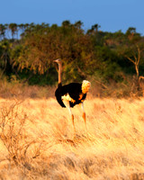 Africa, Botswana, Kenya, Namibia, Ostriches, Tanzania, beak, claw, egg, feathers, leather, legs, long, ostrich, ostrich, running, running, speed