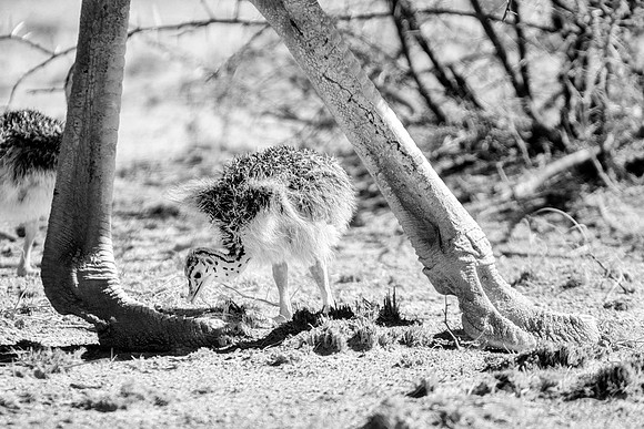 Africa, Bertazzoni, Botswana, Kalahari, Kenya, Namibia, Nikon, Tanzania, beak, beak, "black & white", "black & white", chick, chicks, claw, colors, feathers, legs, nature, ostriches, running, running,