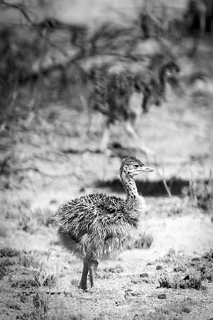 Africa, Botswana, Kalahari, Kenya, Namibia, Tanzania, beak, "black & white", claw, feathers, ostriches, running, safari, savanna, legs, running, "black & white", beak, Nikon, Bertazzoni, nature, color