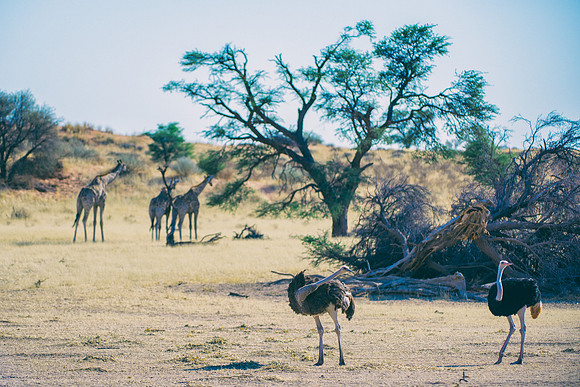 Africa, Botswana, Kalahari, Kenya, Namibia, Tanzania, beak, "black & white", claw, feathers, ostriches, running, safari, savanna