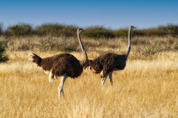 Africa, Botswana, Kenya, Namibia, Ostriches, Tanzania, egg, feathers, leather, long legs, beak, claw, speed,, ostrich, running, running ostrich