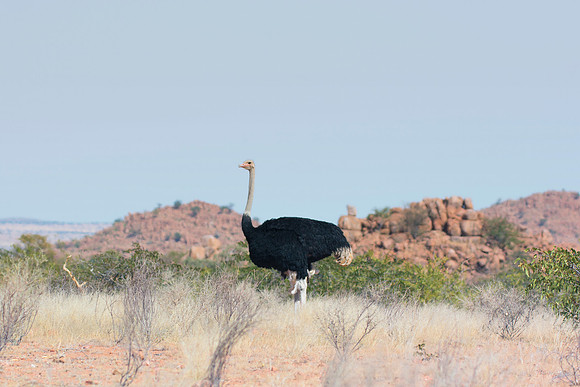 Africa, Botswana, Kenya, Namibia, Ostriches, Tanzania, egg, feathers, leather, "long legs, beak, claw, speed,", ostrich, running, "running ostrich"