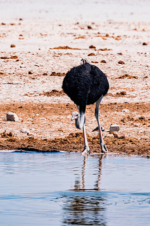 Ostrich