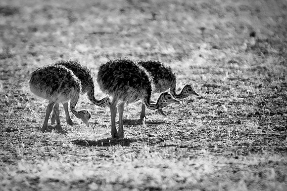 Africa, Botswana, Kalahari, Kenya, Namibia, Tanzania, beak, "black & white", claw, feathers, ostriches, running, safari, savanna