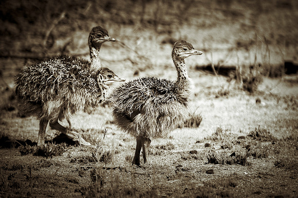 Africa, Botswana, Kalahari, Kenya, Namibia, Tanzania, beak, "black & white", claw, feathers, ostriches, running, safari, savanna, legs, running, "black & white", beak, Nikon, Bertazzoni, nature, color