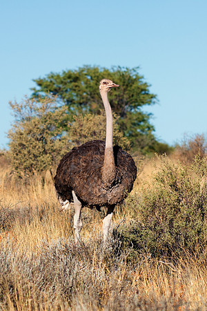 Africa, Botswana, Kenya, Namibia, Ostriches, Tanzania, egg, feathers, leather, "long legs", beak, claw, speed, ostrich, running, "running ostrich", Nikon, Bertazzoni