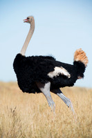 Africa, Botswana, Kenya, Namibia, Ostriches, Tanzania, egg, feathers, leather, "long legs", beak, claw, speed, ostrich, running, "running ostrich", Nikon, Bertazzoni