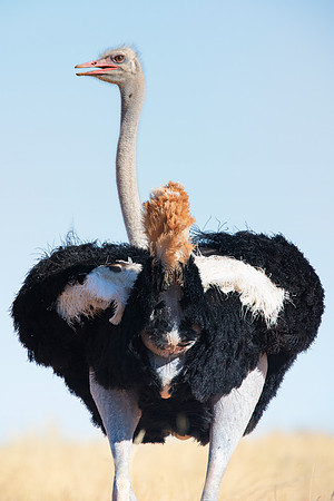 Africa, Botswana, Kenya, Namibia, Ostriches, Tanzania, egg, feathers, leather, "long legs", beak, claw, speed, ostrich, running, "running ostrich", Nikon, Bertazzoni