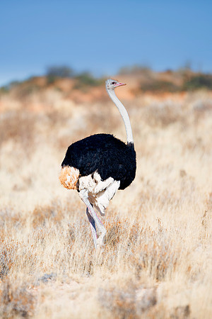 Africa, Botswana, Kenya, Namibia, Ostriches, Tanzania, egg, feathers, leather, "long legs", beak, claw, speed, ostrich, running, "running ostrich", Nikon, Bertazzoni