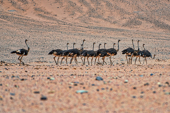Africa, Bertazzoni, Botswana, Kalahari, Kenya, Namibia, Nikon, Tanzania, beak, beak, "black & white", "black & white", claw, colors, feathers, legs, nature, ostriches, running, running, safari, savann