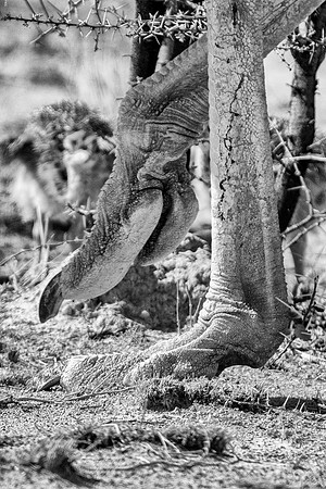 Africa, Bertazzoni, Botswana, Kalahari, Kenya, Namibia, Nikon, Tanzania, beak, beak, "black & white", "black & white", chick, chicks, claw, colors, feathers, legs, nature, ostriches, running, running,