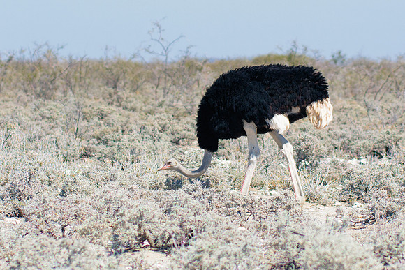 Africa, Botswana, Kenya, Namibia, Ostriches, Tanzania, egg, feathers, leather, "long legs, beak, claw, speed,", ostrich, running, "running ostrich"