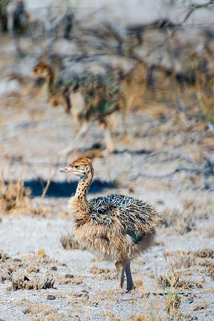 Africa, Botswana, Kalahari, Kenya, Namibia, Tanzania, beak, "black & white", claw, feathers, ostriches, running, safari, savanna, legs, running, "black & white", beak, Nikon, Bertazzoni, nature, color