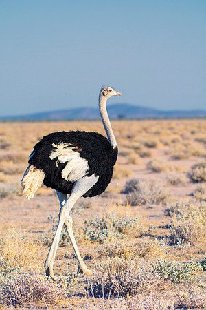 Africa, Botswana, Kenya, Namibia, Ostriches, Tanzania, egg, feathers, leather, "long legs, beak, claw, speed,", ostrich, running, "running ostrich"