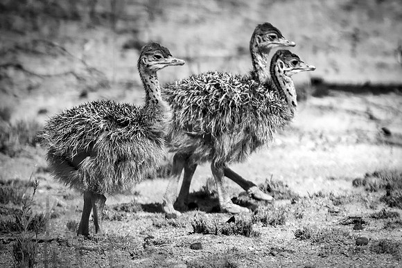 Africa, Botswana, Kalahari, Kenya, Namibia, Tanzania, beak, "black & white", claw, feathers, ostriches, running, safari, savanna, legs, running, "black & white", beak, Nikon, Bertazzoni, nature, color