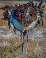 Africa, Botswana, Kalahari, Kenya, Namibia, Tanzania, beak, "black & white", claw, feathers, ostriches, running, safari, savanna, legs, running, "black & white", beak, Nikon, Bertazzoni, nature, color