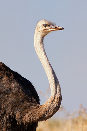 Africa, Botswana, Kenya, Namibia, Ostriches, Tanzania, egg, feathers, leather, "long legs, beak, claw, speed,", ostrich, running, "running ostrich"